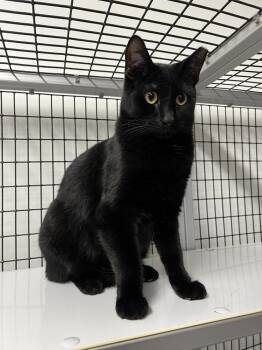 Rescue Domestic Short Hair Cats for Adoption in Stockton, California - Lucky | PetCurious