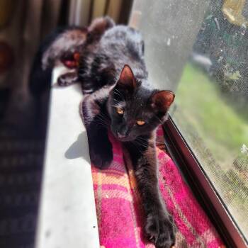 Gloria -  Domestic Medium Hair Cat for Adoption in Columbus, Georgia - Gloria | PetCurious