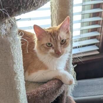 Domestic Long Hair Cats Available for Adoption in Reisterstown, Maryland - Roxie | PetCurious