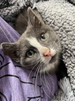Domestic Short Hair Cats Available for Adoption - Giorgio | PetCurious