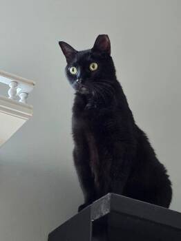 Doodle -  Domestic Short Hair Cat for Adoption in Rossville, Georgia - Doodle | PetCurious