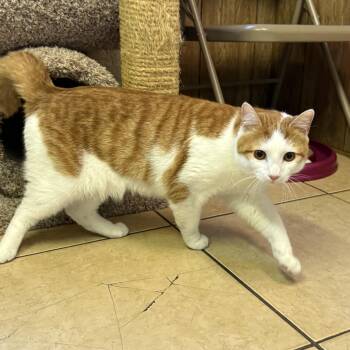 Tigger -  Domestic Short Hair Cat for Adoption in Linden, New Jersey - Tigger | PetCurious