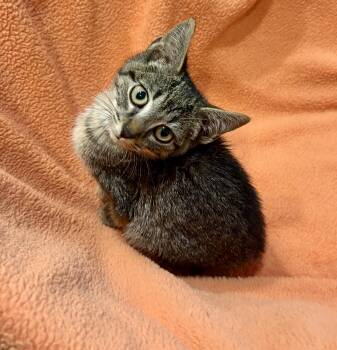 Meg March -  Tabby and Domestic Short Hair Cat for Adoption in Chattanooga, Tennessee - Meg March | PetCurious