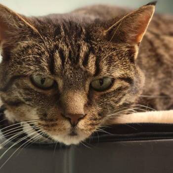 Domestic Short Hair Cats Available for Adoption - Gracie | PetCurious