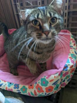 Rescue Domestic Short Hair Cats for Adoption in Dowagiac, Michigan - Wilma | PetCurious