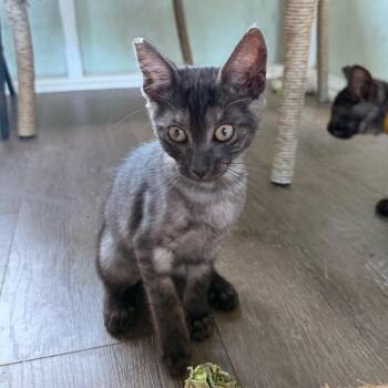 COH-A-67715 -  Domestic Short Hair Cat for Adoption in Volcano, Hawaii - COH-A-67715 | PetCurious