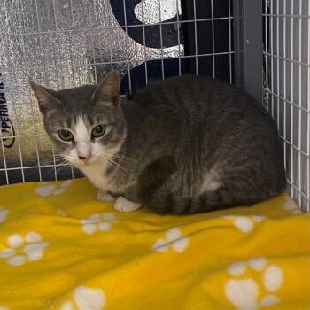 Domestic Short Hair Cats Available for Adoption in Columbiana, Alabama - Mama Alma Thomas | PetCurious