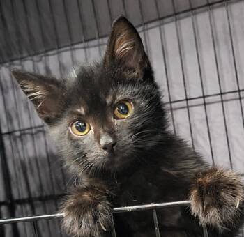 Domestic Short Hair Cats Available for Adoption in Cuyahoga Falls, Ohio - Kitten Yote | PetCurious