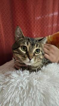 Miso -  Domestic Short Hair Cat for Adoption in Ballwin, Missouri - Miso | PetCurious