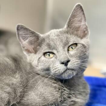 Slate -  Domestic Short Hair Cat for Adoption in Jackson Township, New Jersey - Slate | PetCurious
