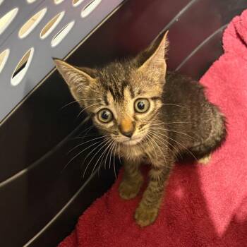 Dee Dee -  Domestic Short Hair Cat for Adoption in Milton, Florida - Dee Dee | PetCurious