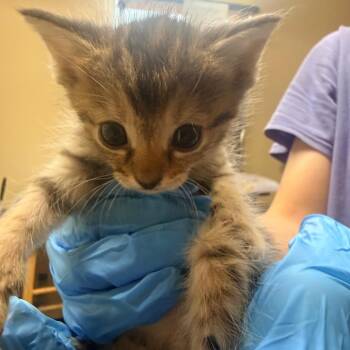 Ginger -  Domestic Short Hair Cat for Adoption in Corinth, Mississippi - Ginger | PetCurious