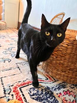 Cindy -  Domestic Short Hair Cat for Adoption in Buffalo, New York - Cindy | PetCurious