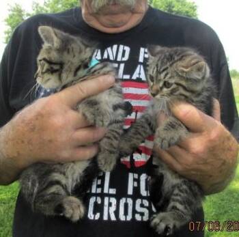 Andrew & Thomas -  Maine Coon and Domestic Medium Hair Cat for Adoption in Paris, Kentucky - Andrew & Thomas | PetCurious