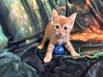 NED -  Domestic Short Hair Cat for Adoption in Forney, Texas - NED | PetCurious