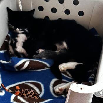 Rescue Domestic Short Hair Cats for Adoption in Woodstock, Virginia - Clark Gable Lichens | PetCurious