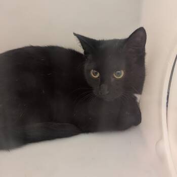 10/18/2026-Stray-BuenaVistaRoad -  Domestic Short Hair Cat for Adoption in Columbus, Georgia - 10/18/2026-Stray-BuenaVistaRoad | PetCurious