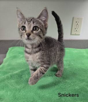 Snickers -  Domestic Short Hair Cat for Adoption in Mount Carmel, Illinois - Snickers | PetCurious