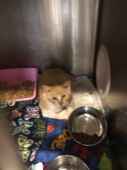 Johnson -  Domestic Short Hair Cat for Adoption in Columbia, Tennessee - Johnson | PetCurious