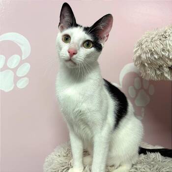 Freddie Mercury -  Domestic Short Hair Cat for Adoption in Fort Lauderdale, Florida - Freddie Mercury | PetCurious