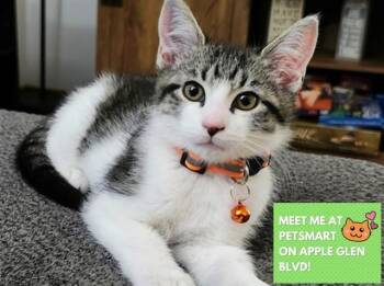 ROCKY -  Domestic Short Hair Cat for Adoption in Fort Wayne, Indiana - ROCKY | PetCurious