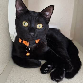 Rescue Domestic Short Hair Cats for Adoption in Grinnell, Iowa - Nessa | PetCurious