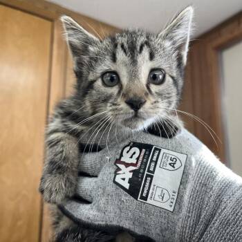 Domestic Short Hair Cats Available for Adoption - Cattail | PetCurious