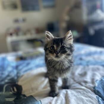 Wilma -  Domestic Medium Hair Cat for Adoption in Belfair, Washington - Wilma | PetCurious