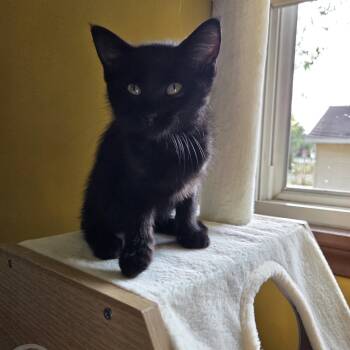 Nora -  Domestic Short Hair Cat for Adoption in Minneapolis, Minnesota - Nora | PetCurious
