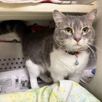 Maxine -  Domestic Short Hair Cat Available for Adoption in Latrobe, Pennsylvania - Maxine | PetCurious