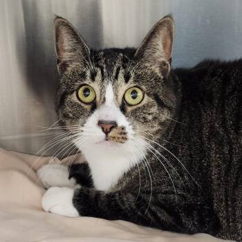 Tiger -  Domestic Short Hair Cat for Adoption in Clearwater, Florida - Tiger | PetCurious