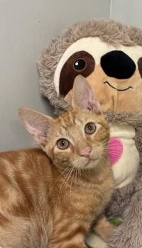 Gru -  Domestic Short Hair Cat for Adoption in Picayune, Mississippi - Gru | PetCurious