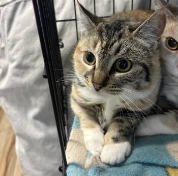 Betty -  Domestic Short Hair Cat for Adoption in New Windsor, New York - Betty | PetCurious