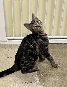Rescue Domestic Short Hair Cats for Adoption in Edgewood, Maryland - Jamie | PetCurious