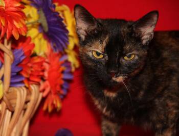 Lorelai (Spayed) -  Tortoiseshell Cat for Adoption in Marietta, Ohio - Lorelai (Spayed) | PetCurious