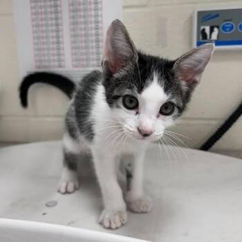 Star 26-09-114 -  Domestic Short Hair Cat for Adoption in Bastrop, Texas - Star 26-09-114 | PetCurious