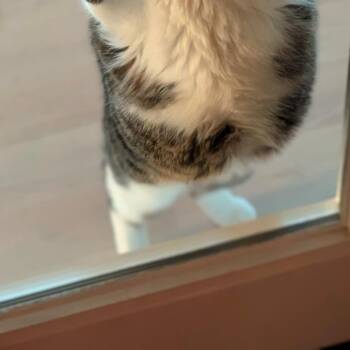 Jynx -  Domestic Short Hair Cat for Adoption in Spokane, Washington - Jynx | PetCurious