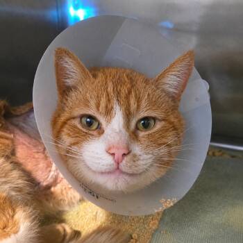 Barbosa -  Domestic Short Hair Cat for Adoption in Idaho Falls, Idaho - Barbosa | PetCurious
