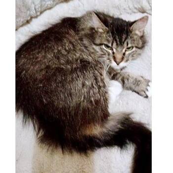 Tabby Cats Available for Adoption - Itty Bitty | PetCurious