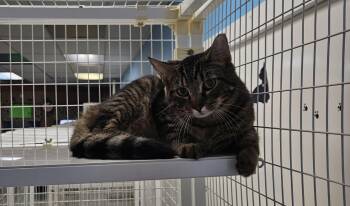 Domestic Short Hair Cats Available for Adoption in Claremont, New Hampshire - Keaton | PetCurious