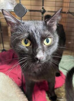 Crafty Mama H. -  Domestic Short Hair Cat for Adoption in West Peoria, Illinois - Crafty Mama H. | PetCurious