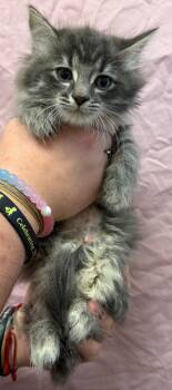 Ophelia -  Domestic Medium Hair Cat for Adoption in Trenton, New Jersey - Ophelia | PetCurious