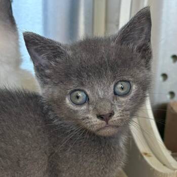 Kickin Kay Lynne -  Domestic Short Hair Cat for Adoption in Lynchburg, Virginia - Kickin Kay Lynne | PetCurious