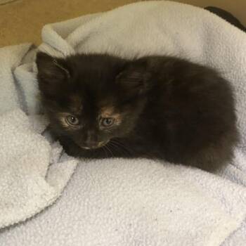 Trickster -  Domestic Short Hair Cat for Adoption in Burlington, Ontario - Trickster | PetCurious