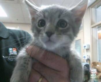 MR. BOB -  Manx and Domestic Short Hair Cat for Adoption in Sacramento, California - MR. BOB | PetCurious