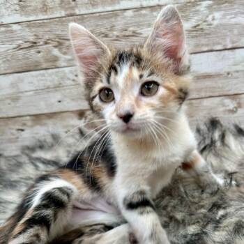Strawberry -  Domestic Short Hair Cat for Adoption in Lexington, Kentucky - Strawberry | PetCurious