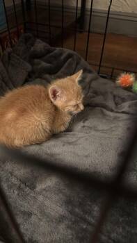 925 -  Domestic Short Hair Cat for Adoption in Valley Stream, New York - 925 | PetCurious