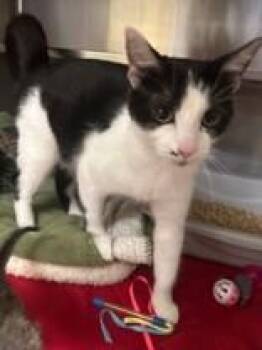 Treasure -  Domestic Short Hair Cat for Adoption in Manitowoc, Wisconsin - Treasure | PetCurious