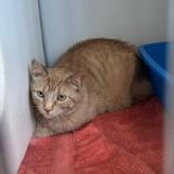 Oscar -  Domestic Short Hair Cat for Adoption in Burlington, Ontario - Oscar | PetCurious