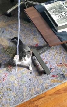 Juniper -  Domestic Short Hair Cat for Adoption - Juniper | PetCurious